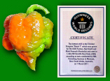 Trinidad scorpion Butch T